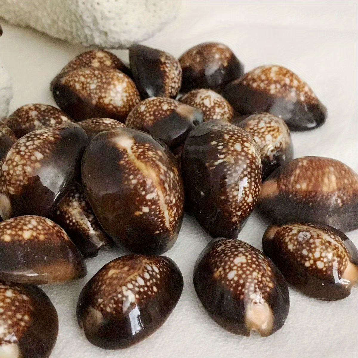 Resin Art Ocean - 10Pcs Natural Brown Cowrie Shells for