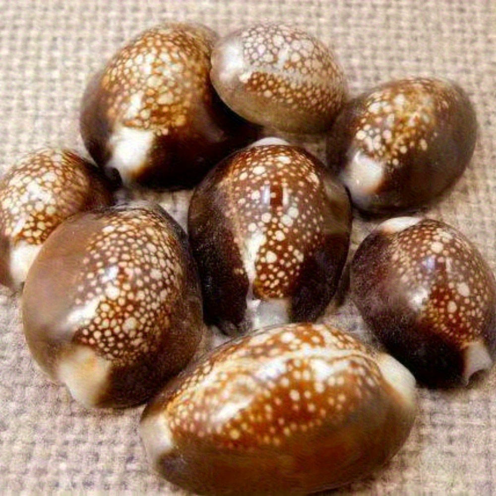 10Pcs Natural Brown Cowrie She - Resin Art Ocean incelemesi ve fiyatı